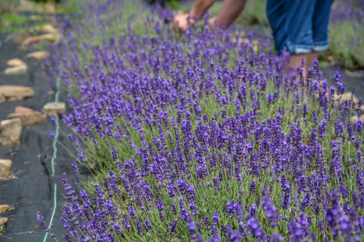 Lavender Farm Deep Creek Lake