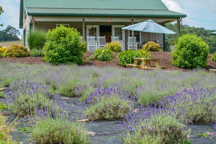 Lavender Farm at Deep Creek Lake